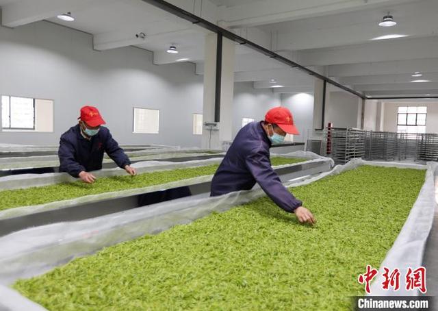 安吉白茶网，安吉白茶网络销售额（安吉白茶化危为“机”茶农茶企线上“发力”解销售难题）