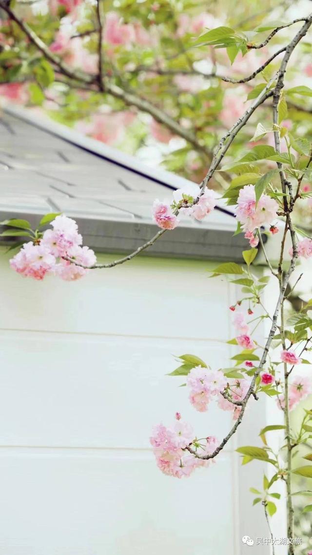 风景背景图 花 海 云,朋友圈风景背景图(云赏晚樱,花开成海)