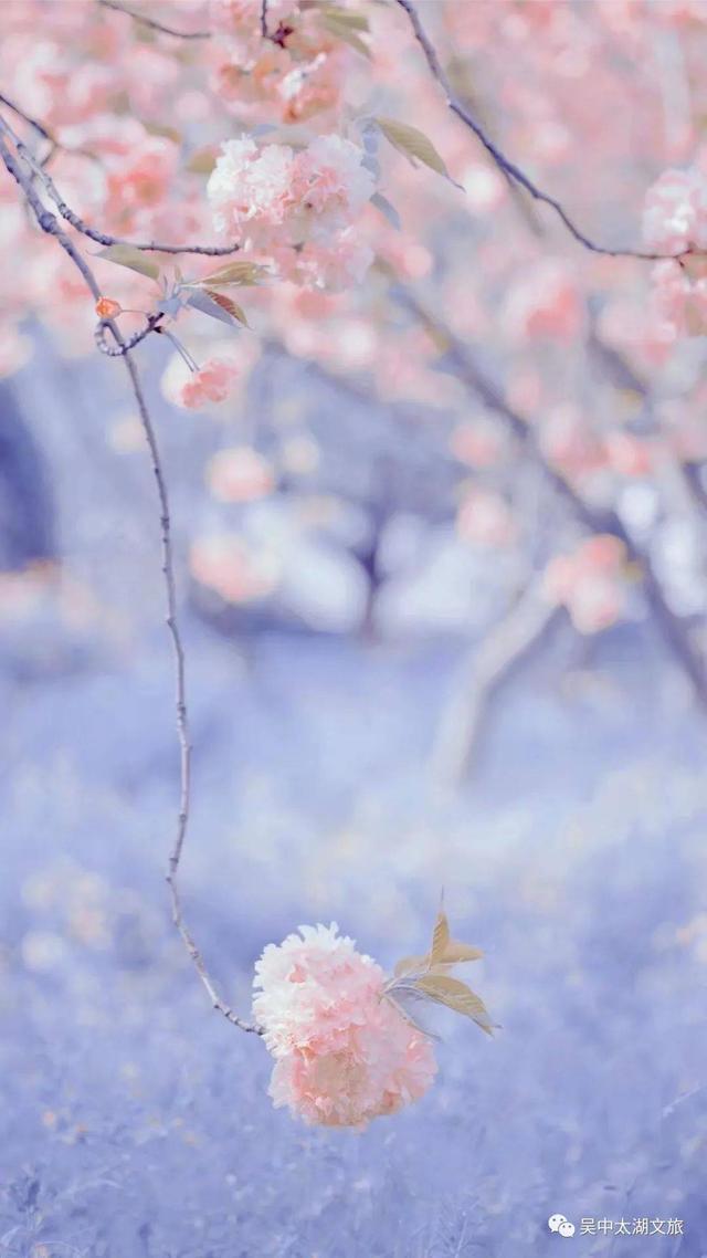 风景背景图 花海云,朋友圈风景背景图(云赏晚樱,花开成海)_犇涌向乾