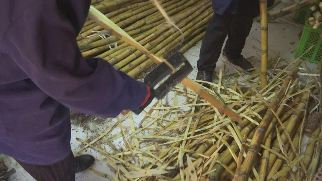 怀孕能吃甘蔗吗，怀孕期间能吃甘蔗吗（这个季节的甘蔗 慎吃）