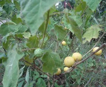 十种剧毒植物，15大剧毒野果盘点