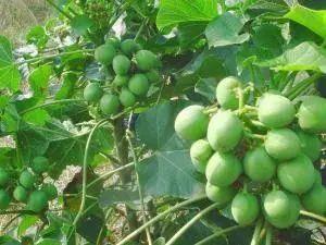 十种剧毒植物，15大剧毒野果盘点