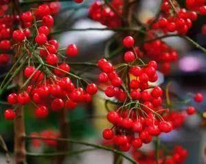 十种剧毒植物，15大剧毒野果盘点