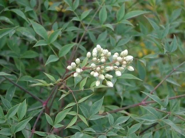 十种剧毒植物，15大剧毒野果盘点