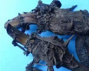 十种剧毒植物，15大剧毒野果盘点