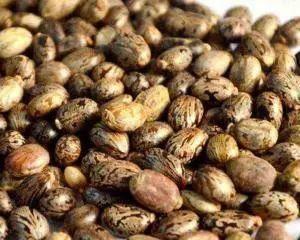 十种剧毒植物，15大剧毒野果盘点