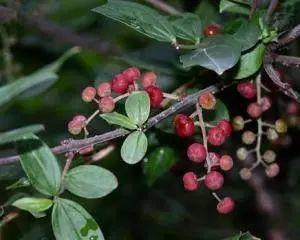 十种剧毒植物，15大剧毒野果盘点