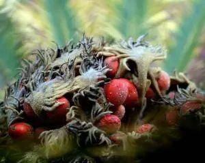 十种剧毒植物，15大剧毒野果盘点