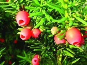 十种剧毒植物，15大剧毒野果盘点