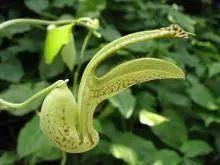 十种剧毒植物，15大剧毒野果盘点