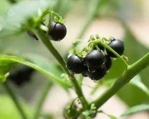 十种剧毒植物，15大剧毒野果盘点