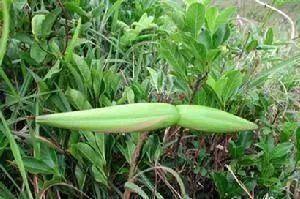 十种剧毒植物，15大剧毒野果盘点