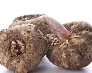 十种剧毒植物，15大剧毒野果盘点