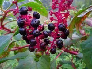 十种剧毒植物，15大剧毒野果盘点