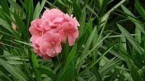 十种剧毒植物，15大剧毒野果盘点