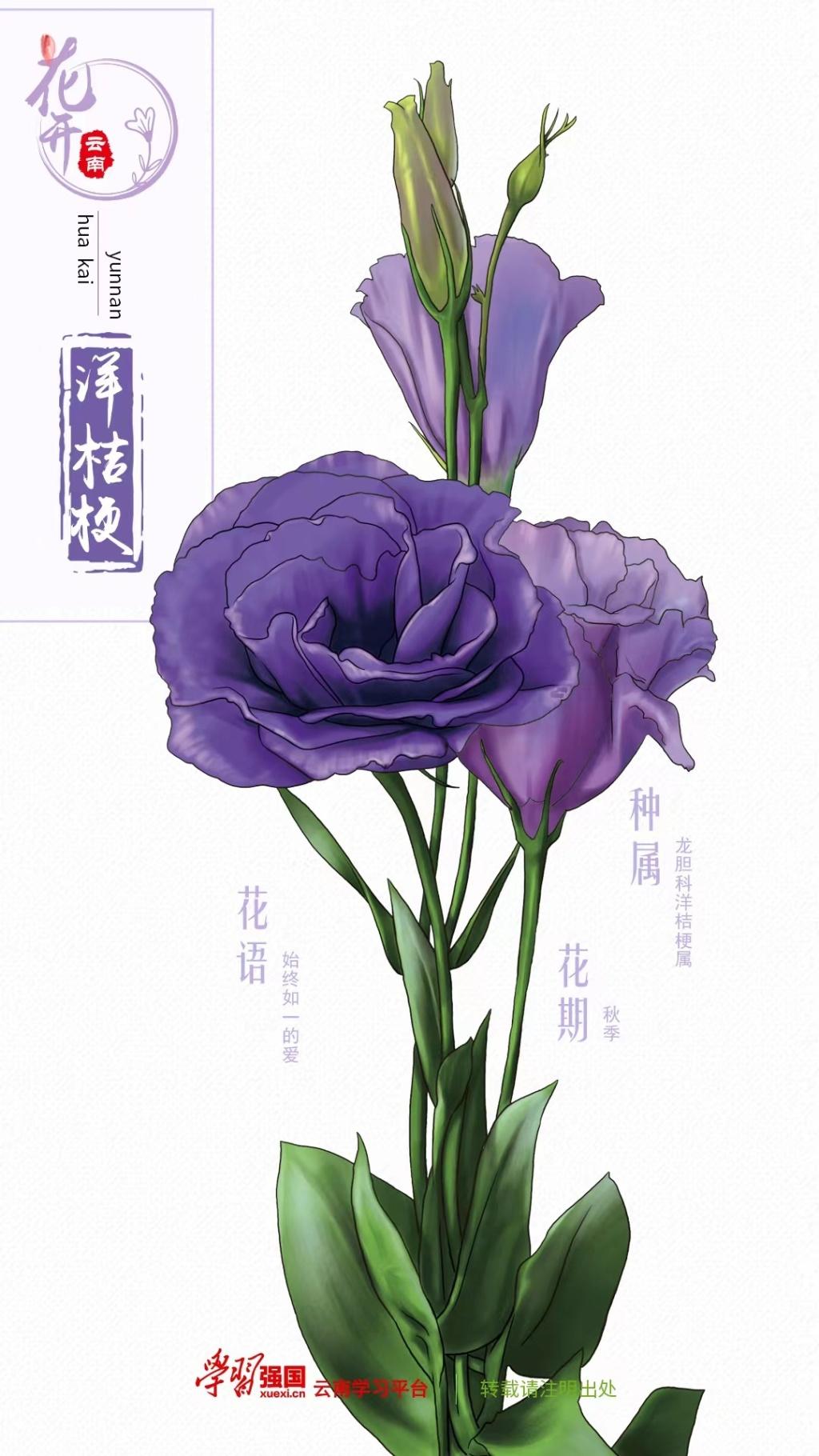 绿色洋桔梗文案,每日物种故事洋桔梗颜值高花期长"鲜切界"备受喜爱的