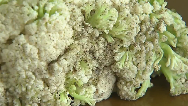 西兰花变黄了还能吃吗，西兰花正确的焯水方法（囤的菜发芽、变色了别急着扔）