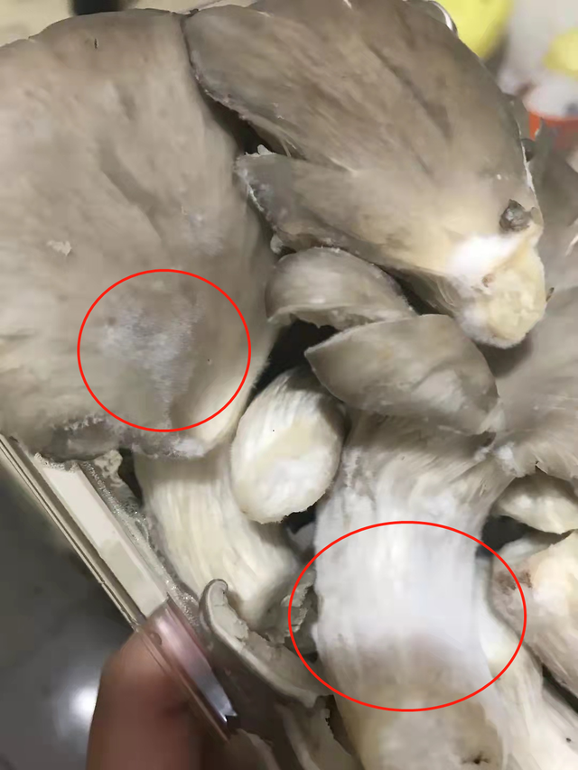 西兰花变黄了还能吃吗，西兰花正确的焯水方法（囤的菜发芽、变色了别急着扔）