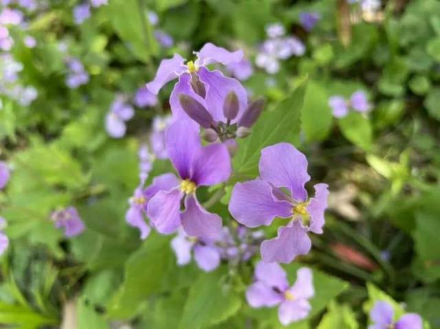 二月兰(二月兰图片,杭州这条大道更美啦(2月兰图片)