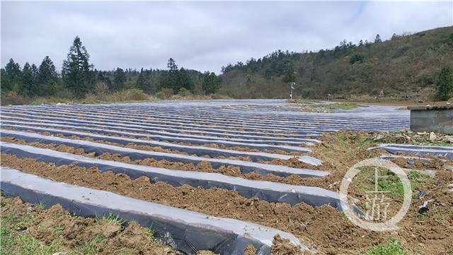 重庆碳排放权交易中心，重庆个人碳交易怎么开户（将3万多吨碳减量变成90万元“真金白银”）