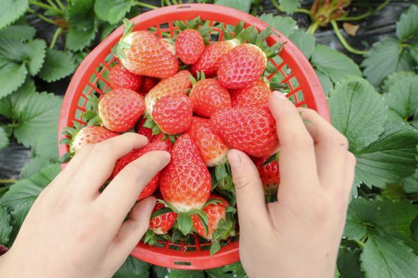 草莓季节是几月份，草莓季节是几月份成熟（草莓是“百毒之首”的水果）