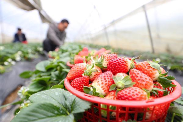 草莓季节是几月份，草莓季节是几月份成熟（草莓是“百毒之首”的水果）