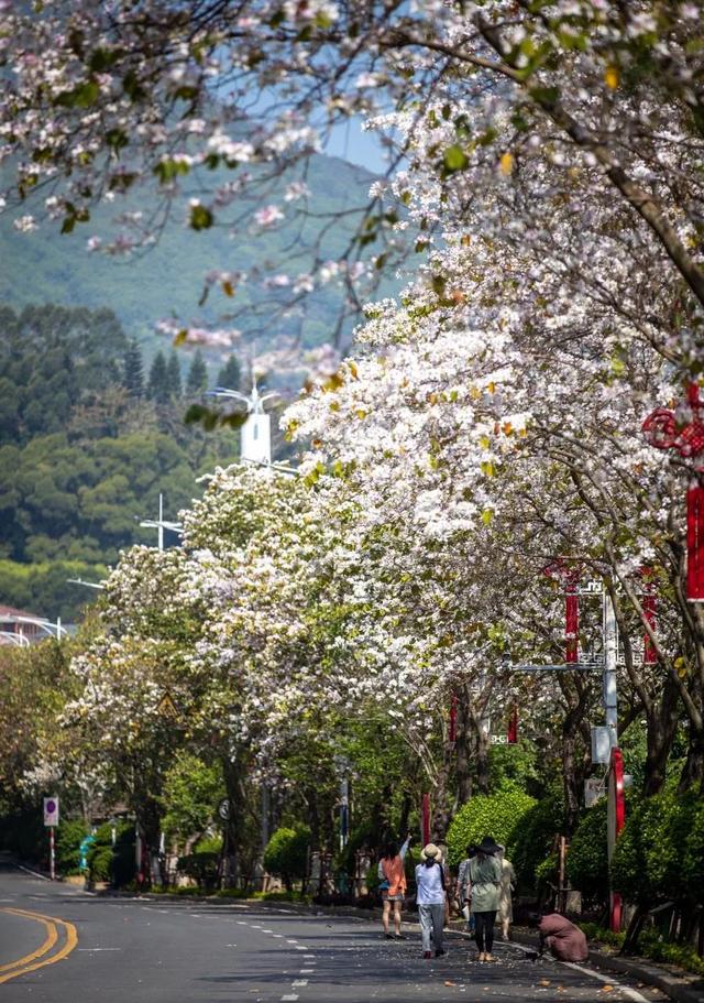 宫粉紫荆什么时候开花，紫荆花啥时开花（莆田宫粉紫荆浪漫上线）