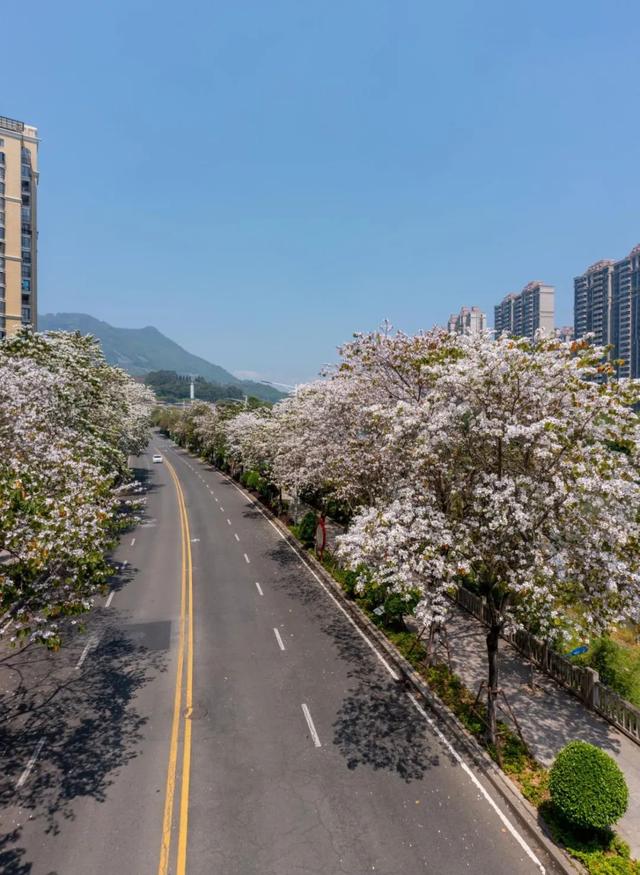 宫粉紫荆什么时候开花，紫荆花啥时开花（莆田宫粉紫荆浪漫上线）