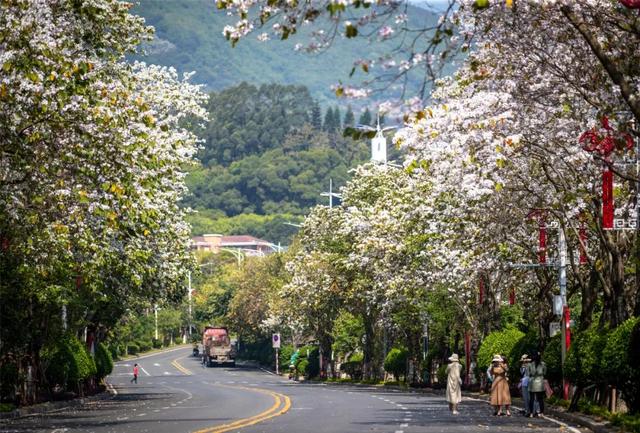 宫粉紫荆什么时候开花，紫荆花啥时开花（莆田宫粉紫荆浪漫上线）
