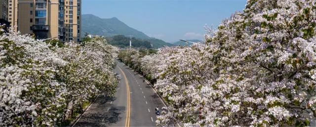 宫粉紫荆什么时候开花，紫荆花啥时开花（莆田宫粉紫荆浪漫上线）