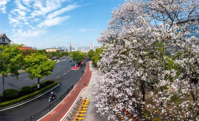 宫粉紫荆什么时候开花，紫荆花啥时开花（莆田宫粉紫荆浪漫上线）