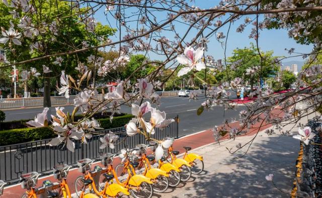 宫粉紫荆什么时候开花，紫荆花啥时开花（莆田宫粉紫荆浪漫上线）