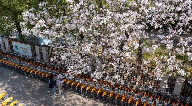 宫粉紫荆什么时候开花，紫荆花啥时开花（莆田宫粉紫荆浪漫上线）