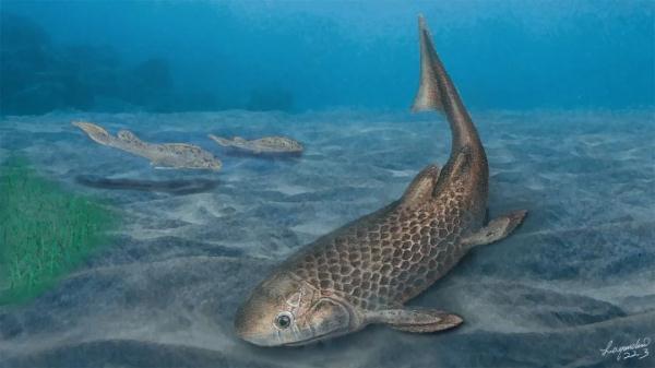 非洲肺鱼，3.9亿年前的肺鱼这么吃饭→（非洲肺鱼视频纪录片）