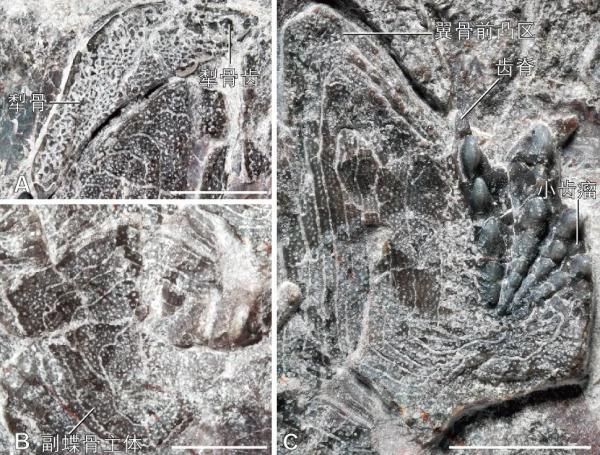 非洲肺鱼，3.9亿年前的肺鱼这么吃饭→（非洲肺鱼视频纪录片）