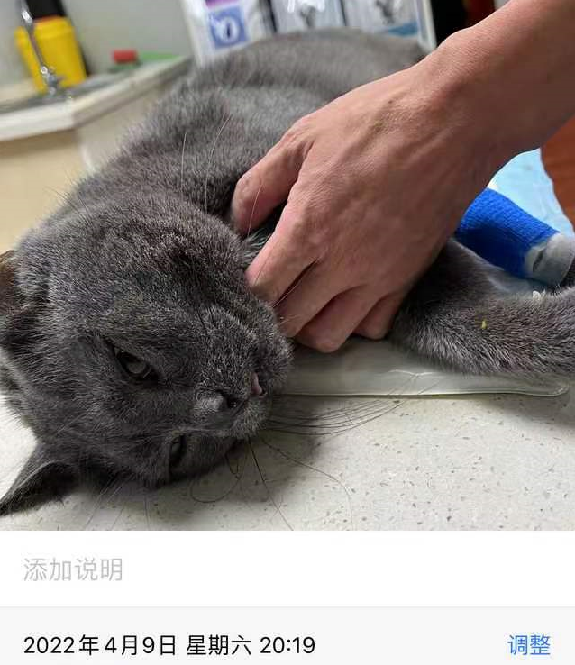 发育宝猫粮多少钱 发育宝成猫粮