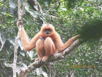 猿是怎么叫的，猿是怎么叫的一个字（连续三年实现种群数量增长）