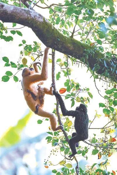 猿是怎么叫的，猿是怎么叫的一个字（连续三年实现种群数量增长）