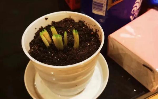 一听可乐是多少瓶，一听可乐是一瓶还是一箱（12听可乐换出来个小超市）