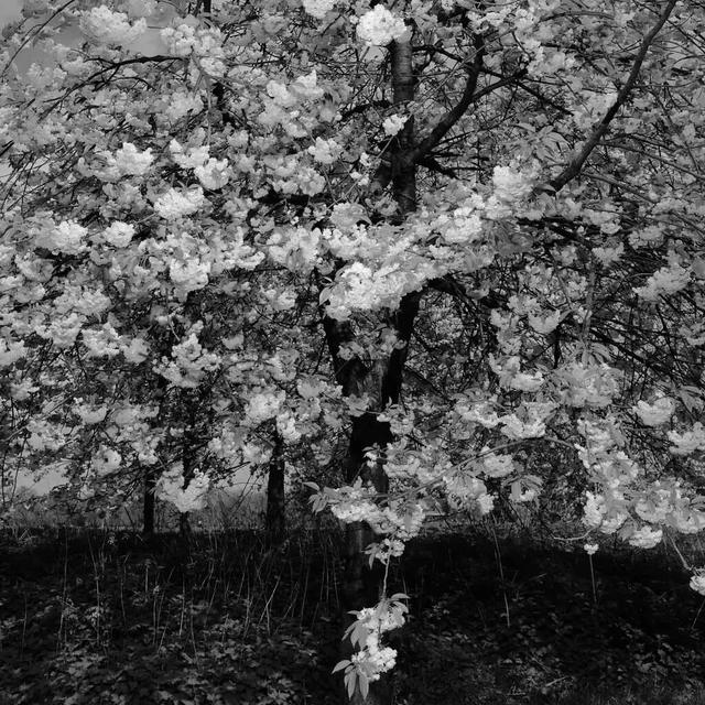 春天自然风景图片，春天的景色（35张美丽的春天图片）