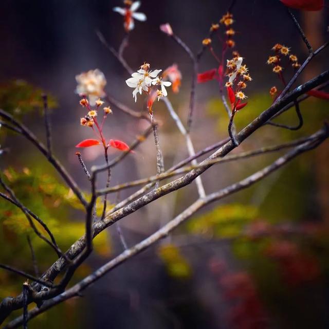 春天自然风景图片，春天的景色（35张美丽的春天图片）