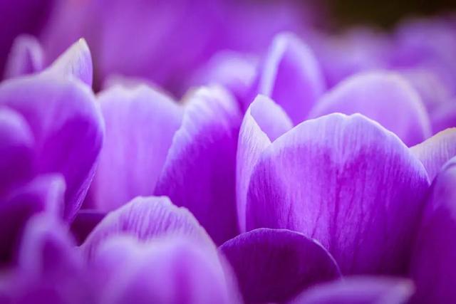 春天自然风景图片，春天的景色（35张美丽的春天图片）