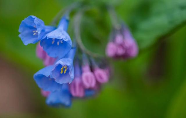 春天自然风景图片，春天的景色（35张美丽的春天图片）