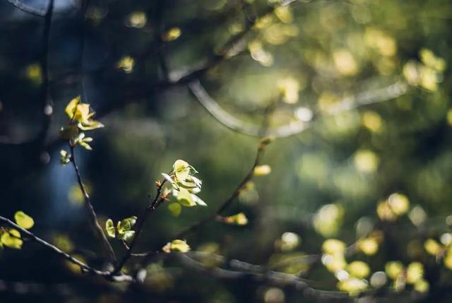 春天自然风景图片，春天的景色（35张美丽的春天图片）