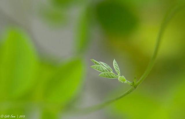 春天自然风景图片，春天的景色（35张美丽的春天图片）