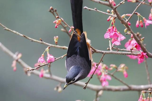 春天自然风景图片，春天的景色（35张美丽的春天图片）