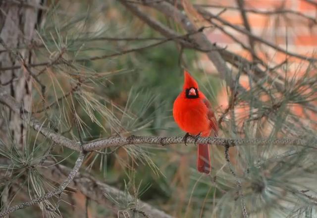 春天自然风景图片，春天的景色（35张美丽的春天图片）