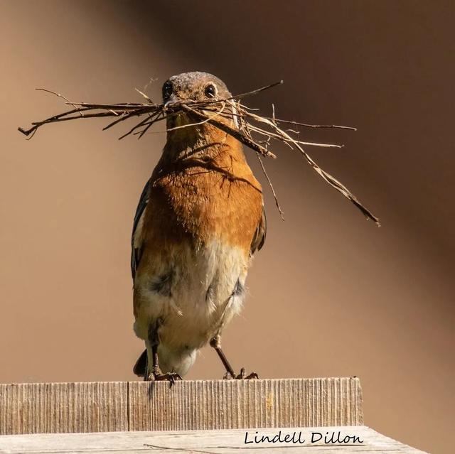 春天自然风景图片，春天的景色（35张美丽的春天图片）