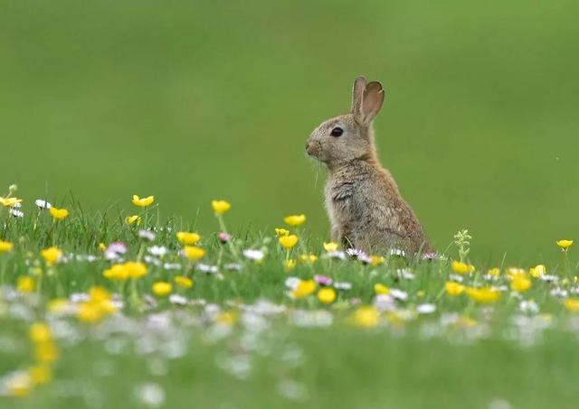 春天自然风景图片，春天的景色（35张美丽的春天图片）