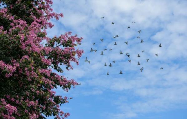 白鹭是几级保护动物，白鹭是几级保护动物能吃吗（白鹭蹁跹“落户”仁和）